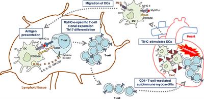 Immunomodulatory Role of Tenascin-C in Myocarditis and Inflammatory Cardiomyopathy